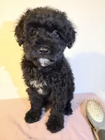 Negra, a female Miniature Goldendoodle for sale in Queens, NY – 1 of 2