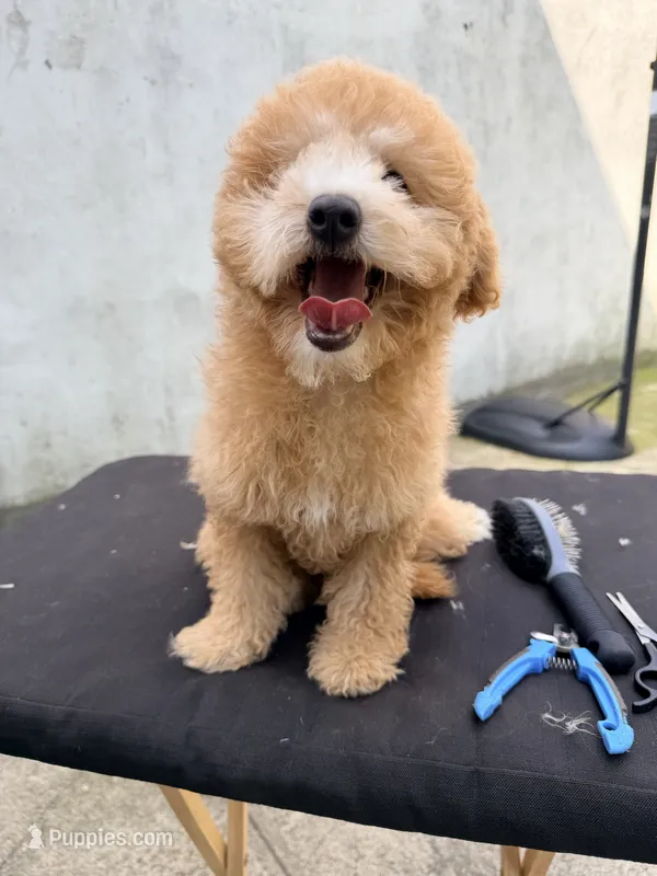 Pipi – Poodle - Miniature  puppy for sale in Queens, NY