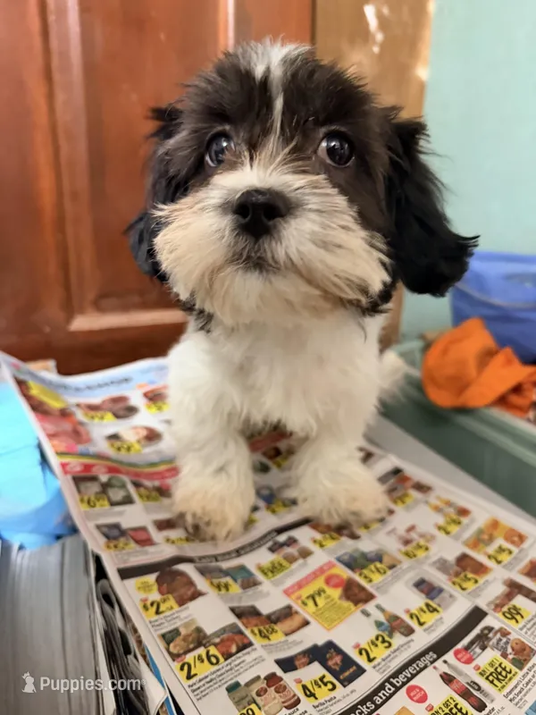Teddy bear  – Shihpoo puppy for sale in Queens, NY