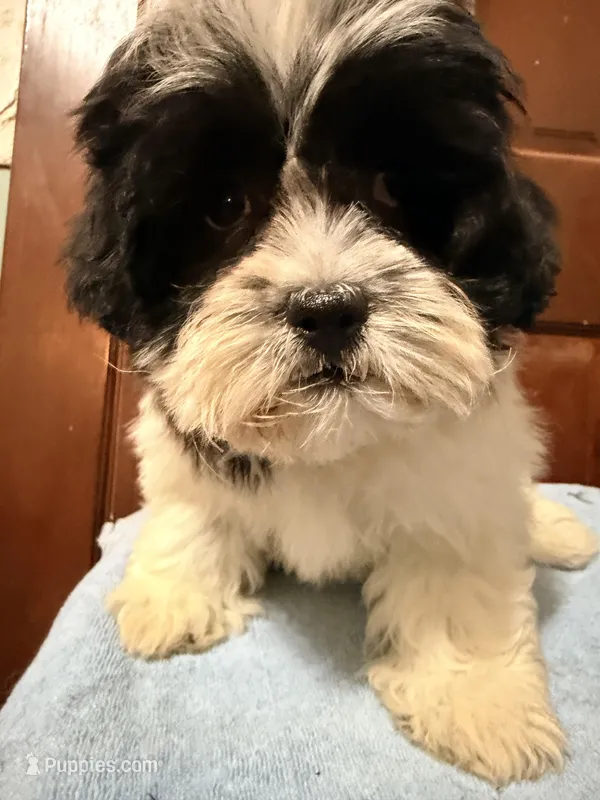 Teddy bear , a female Shihpoo for sale in Queens, NY – Photo 1 of 3