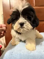 Teddy bear , a female Shihpoo for sale in Queens, NY – Photo 3 of 3