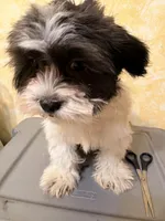 Teddy bear , a female Shihpoo for sale in Queens, NY – Photo 2 of 4