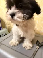Teddy bear , a female Shihpoo for sale in Queens, NY – Photo 3 of 4