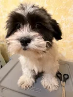 Teddy bear , a female Shihpoo for sale in Queens, NY – Photo 1 of 4