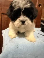 Teddy bear , a female Shihpoo for sale in Queens, NY – Photo 2 of 3