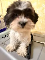 Teddy bear , a female Shihpoo for sale in Queens, NY – Photo 4 of 4