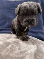 Fluffy blue, a female French Bulldog for sale in Queens, NY – Photo 1 of 3