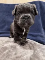 Fluffy blue, a female French Bulldog for sale in Queens, NY – Photo 2 of 3