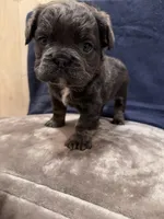 Fluffy blue, a female French Bulldog for sale in Queens, NY – Photo 3 of 3