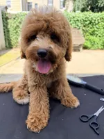 Lola is Back , a female Poodle - Miniature  for sale in Queens, NY – 3 of 3