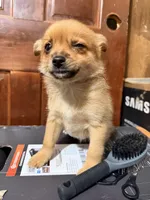 Furball 2, a female Pomapoo for sale in Queens, NY – Photo 2 of 5