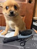 Furball 2, a female Pomapoo for sale in Queens, NY – Photo 4 of 5