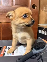 Furball 2, a female Pomapoo for sale in Queens, NY – Photo 3 of 5