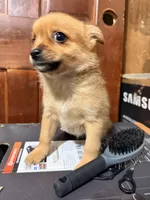 Furball 2, a female Pomapoo for sale in Queens, NY – Photo 5 of 5