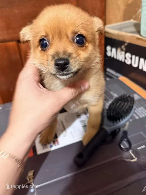 Furball 2 – Pomapoo puppy for sale in Queens, NY