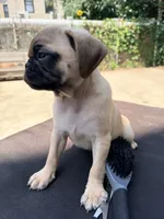 Nalga, a female Pug for sale in Queens, NY – 3 of 3