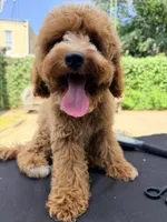 Lola is Back , a female Poodle - Miniature  for sale in Queens, NY – 2 of 3
