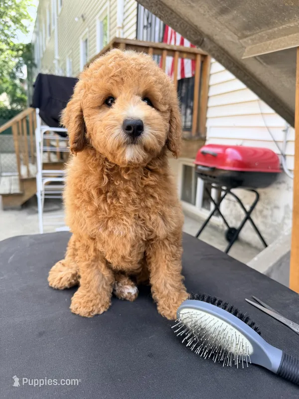 Pepa – Poodle - Miniature  puppy for sale in Queens, NY