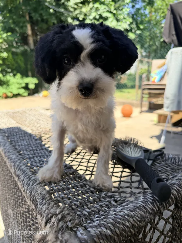 Black and white  – Poodle - Miniature  puppy for sale in Queens, NY