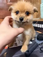 Furball 1, a male Pomapoo for sale in Queens, NY – Photo 2 of 2