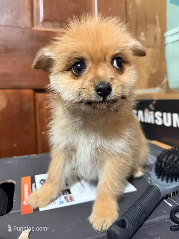 Furball 1 – Pomapoo puppy for sale in Queens, NY