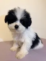 Black and white , a male Poodle - Miniature  for sale in Queens, NY – Photo 3 of 4