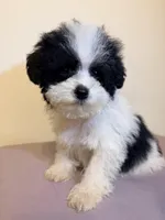 Black and white , a male Poodle - Miniature  for sale in Queens, NY – Photo 4 of 4