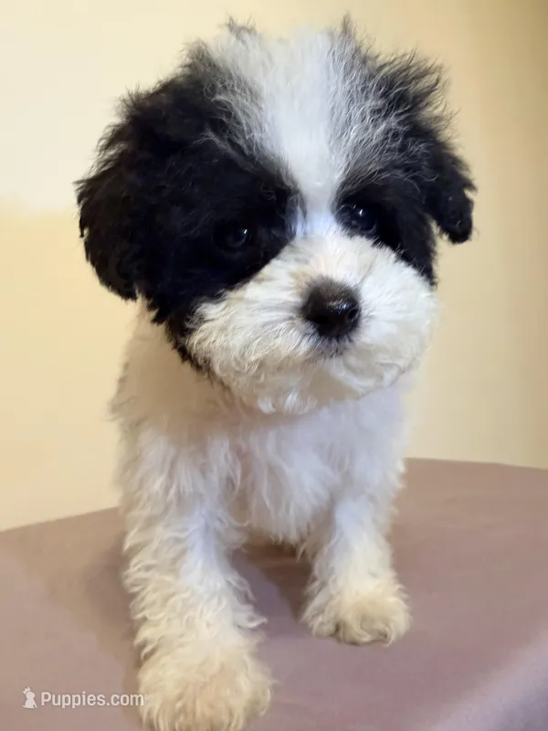 Black and white  – Poodle - Miniature  puppy for sale in Queens, NY