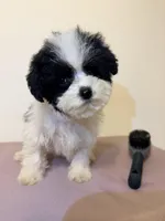 Black and white , a male Poodle - Miniature  for sale in Queens, NY – Photo 2 of 4