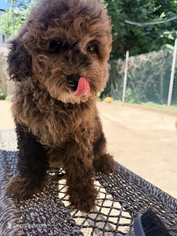 Merle  – Miniature Goldendoodle puppy for sale in Queens, NY