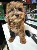 Merle , a female Miniature Goldendoodle for sale in Queens, NY – 2 of 2