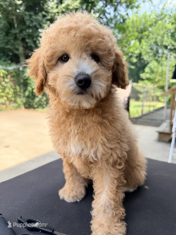 Pipi – Poodle - Miniature  puppy for sale in Queens, NY