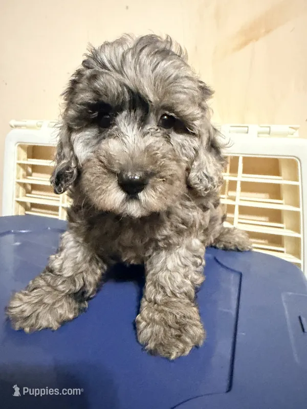 Pepe – Cavapoo puppy for sale in Queens, NY