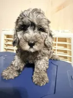Pepe, a male Cavapoo for sale in Queens, NY – 1 of 3