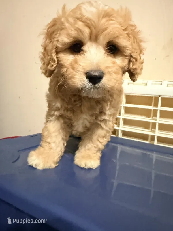 Chicha – Cavapoo puppy for sale in Queens, NY