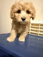 Chicha, a female Cavapoo for sale in Queens, NY – 1 of 3