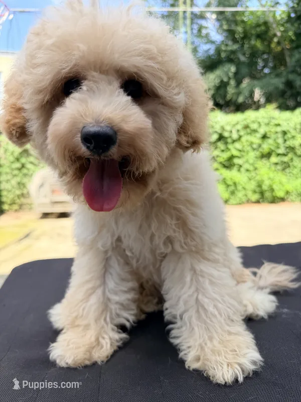 Macho  – Poodle - Miniature  puppy for sale in Queens, NY