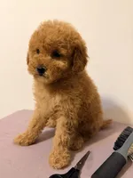 Piti , a male Poodle - Toy  for sale in Queens, NY – 2 of 3