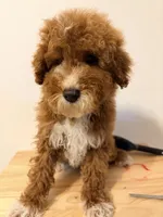 Cafe , a male Miniature Goldendoodle for sale in Queens, NY – 3 of 3
