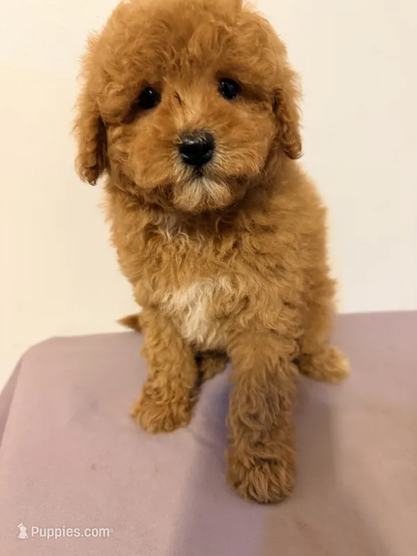 Pipa – Poodle - Toy  puppy for sale in Queens, NY