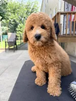 Pepa, a female Poodle - Miniature  for sale in Queens, NY – 2 of 3