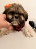 Loca, a female Shih Tzu for sale in Queens, NY – Photo 2 of 3