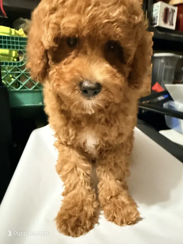 Chika – Miniature Goldendoodle puppy for sale in Queens, NY