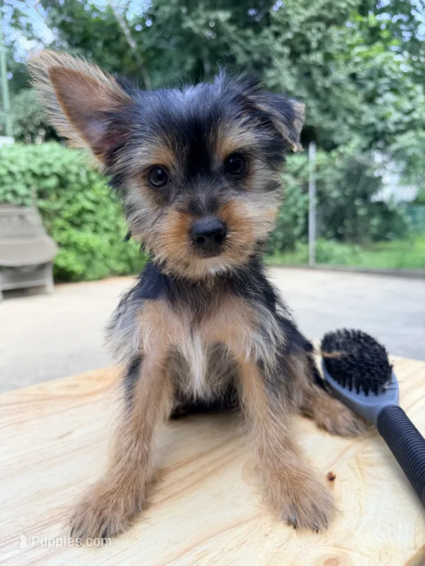 Tika – Yorkshire Terrier puppy for sale in Queens, NY