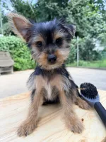 Tika, a female Yorkshire Terrier for sale in Queens, NY – 1 of 3
