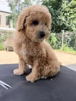 Pipi, a female Poodle - Miniature  for sale in Queens, NY – 2 of 2