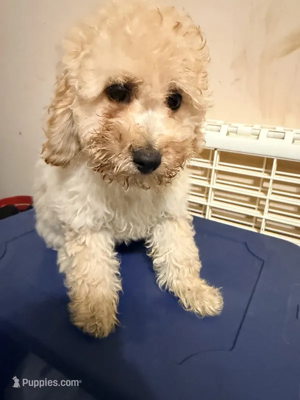 Macho  – Cockapoo puppy for sale in Queens, NY