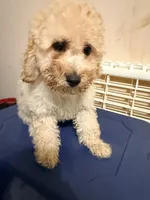 Macho , a male Cockapoo for sale in Queens, NY – 1 of 1