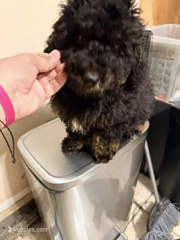Chico  – Miniature Bernedoodle puppy for sale in Queens, NY