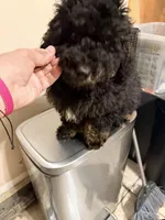 Chico , a male Miniature Bernedoodle for sale in Queens, NY – 1 of 2